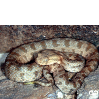 گونه گرزه مار Levantine Viper